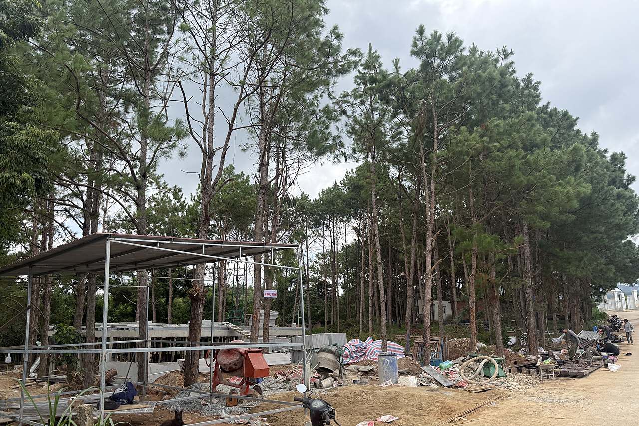 Rừng thông cao xanh phủ trên khu đất phân lô Mê Linh, đang thi công móng nhà mẫu