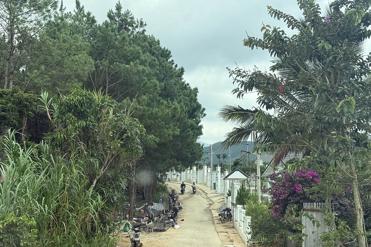 Đường bê tông vào cụm đất, hàng thông và tường rào khu villa Mê Linh, ven Đà Lạt