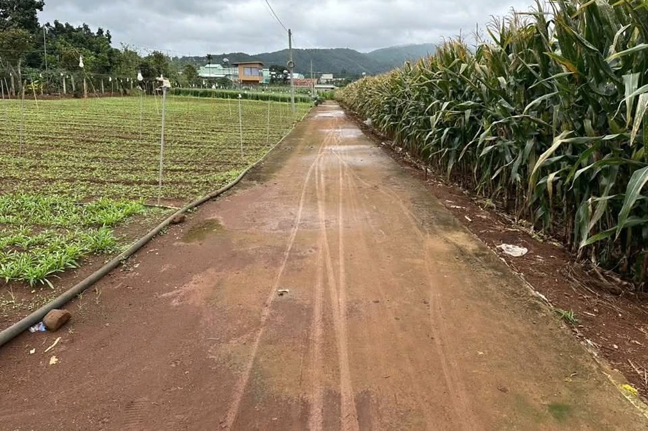 Đường bê tông vào cụm 6 lô Mê Linh, Nam Ban: hai bên là ruộng rau và bắp, phía xa là nhà dân và đồi
