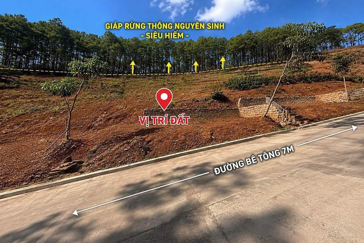 Vị trí cụm 7 nền giáp rừng thông nguyên sinh, đường bê tông 7m trước đất