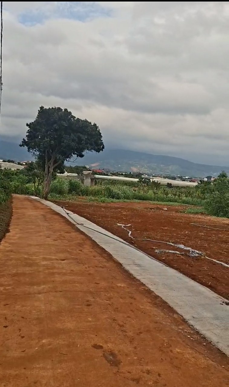 Cụm nền Bãi Công Nam Ban nhìn ra đồng ruộng, nhà kính và đồi núi, cây cổ thụ bên đường