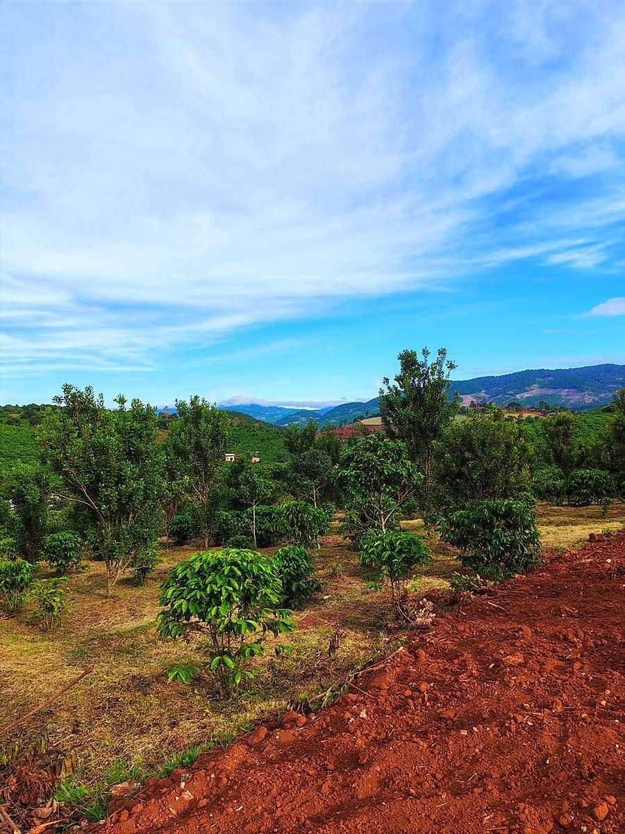 View đồi núi thoáng nhìn từ cụm đất Mê Linh, vườn cây ăn trái phía trước, trời xanh ven Đà Lạt
