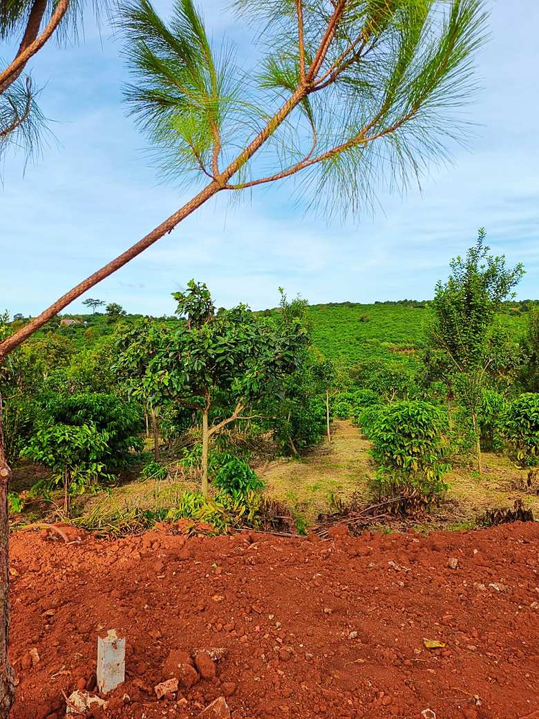 Cây thông và vườn cà phê trên lô đất Mê Linh, đất đỏ đã dọn, mốc ranh giới, đồi chè phía xa