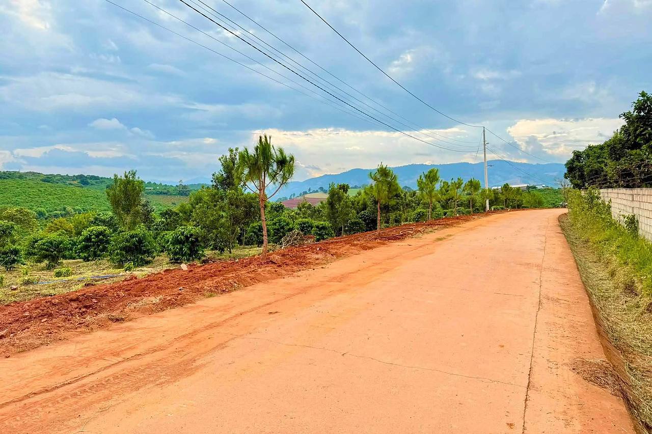 Đường bê tông đỏ trước cụm đất Mê Linh, hàng thông non, view đồi núi và vườn cà phê ven Đà Lạt
