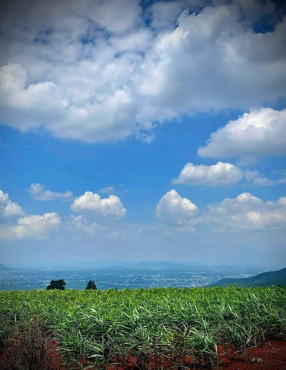 Cụm 5 lô đất view săn mây Nam Ban, ven Đà Lạt – ruộng mía và thung lũng mây trắng