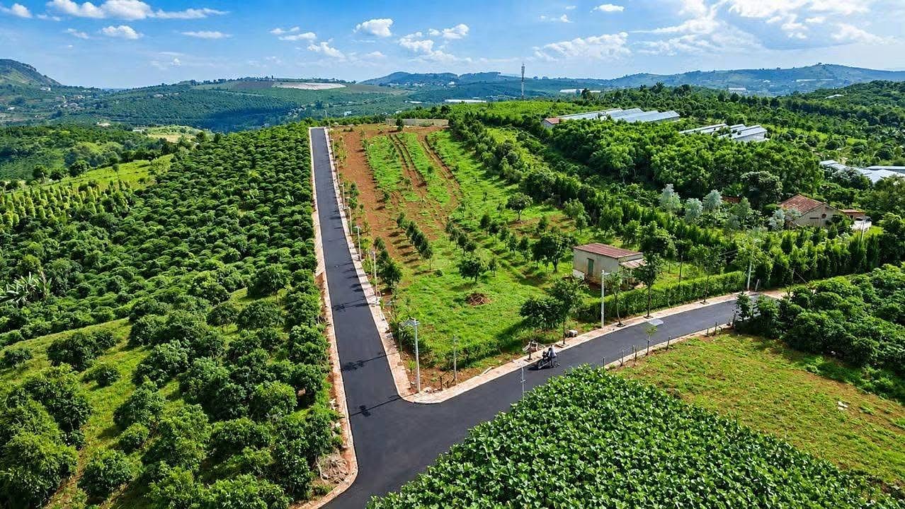 Ảnh flycam cụm Nam Hà Center View: đường nhựa mới 6m rẽ nhánh giữa vườn bơ, dải đất các lô vừa dọn, nhà dân và nhà kính phía sau