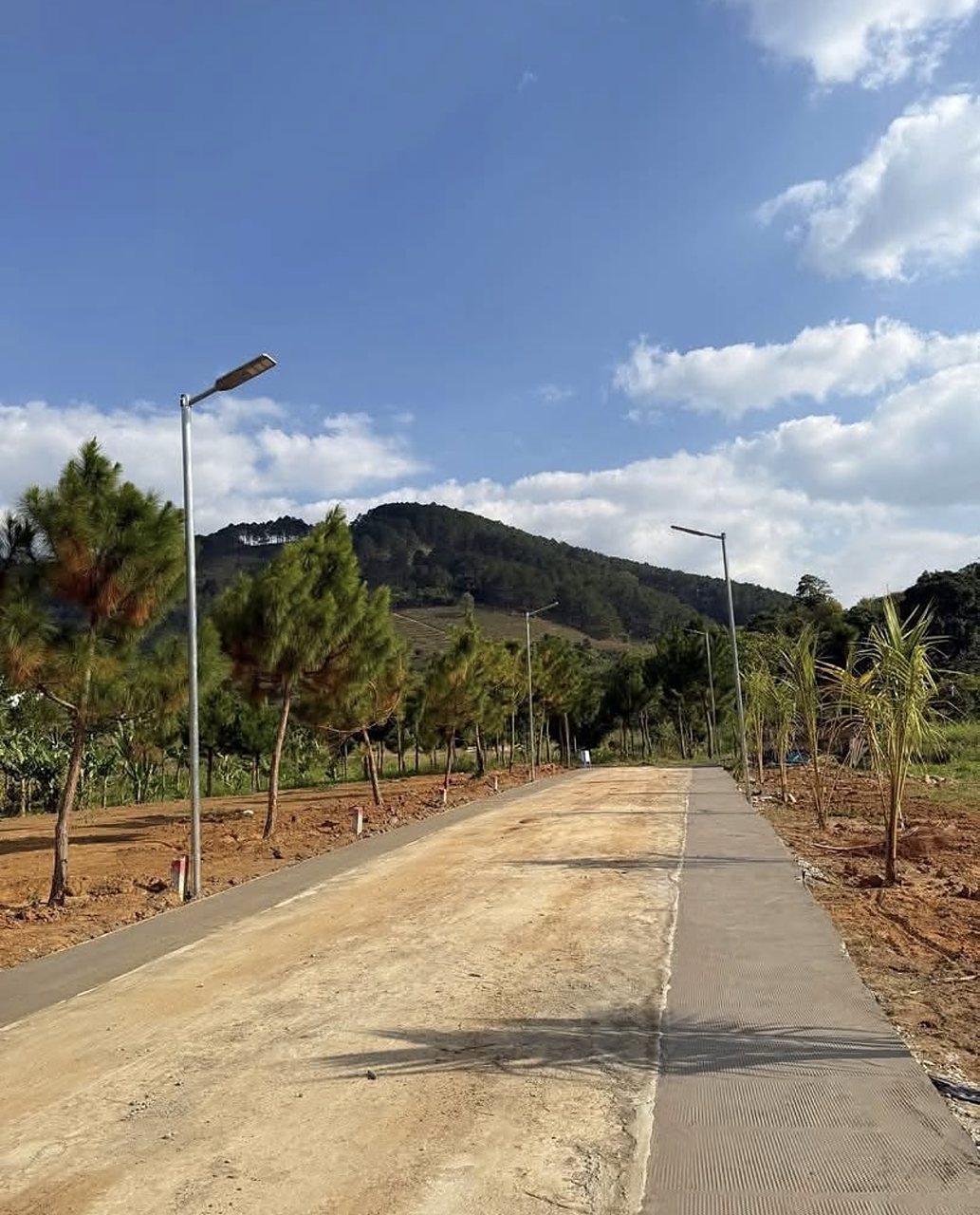 Đường nội bộ cụm Suối Thông Retreat Mê Linh: một phần đã đổ bê tông, đèn năng lượng mặt trời, hàng thông mới trồng, lưng tựa đồi thông