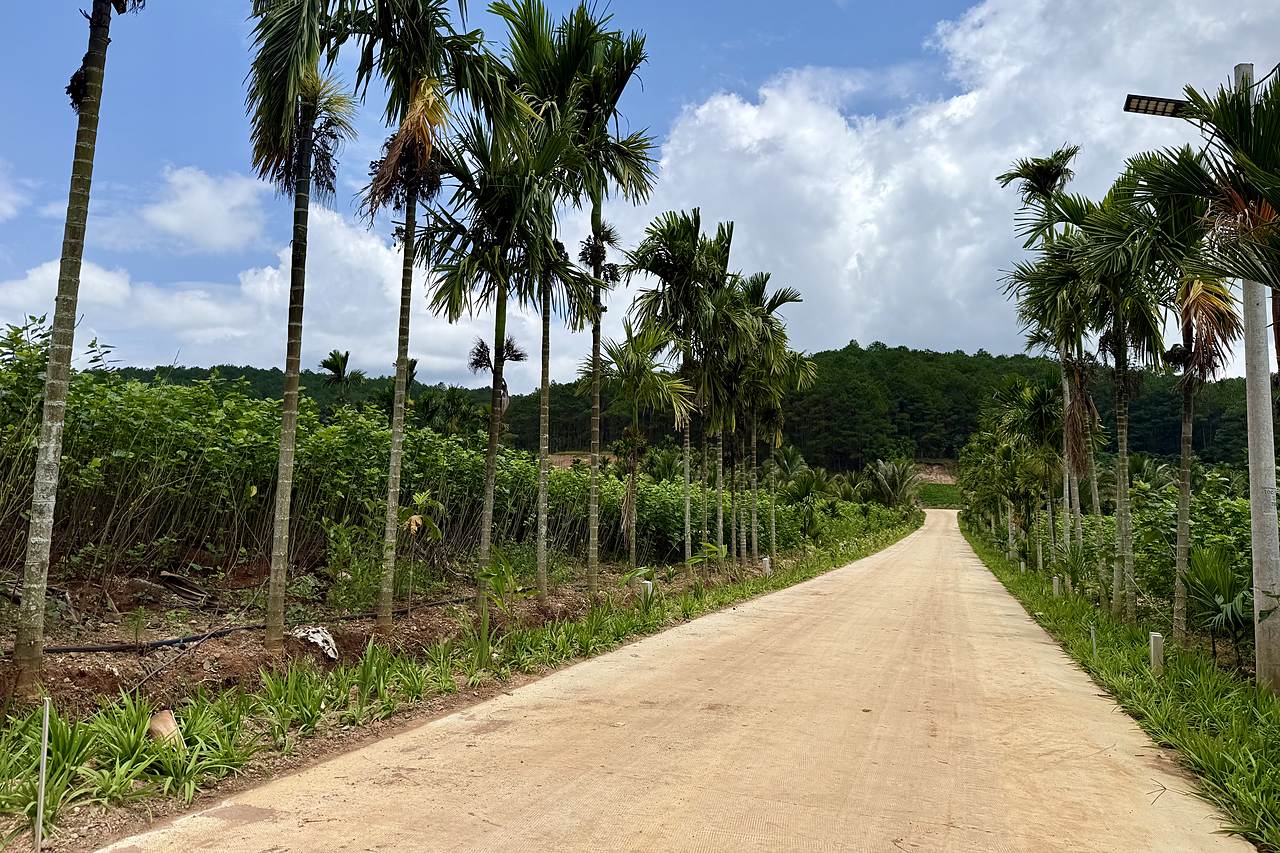 Đường bê tông nội khu TS Retreat hai bên trồng cau, nền đất phân lô ven rừng thông