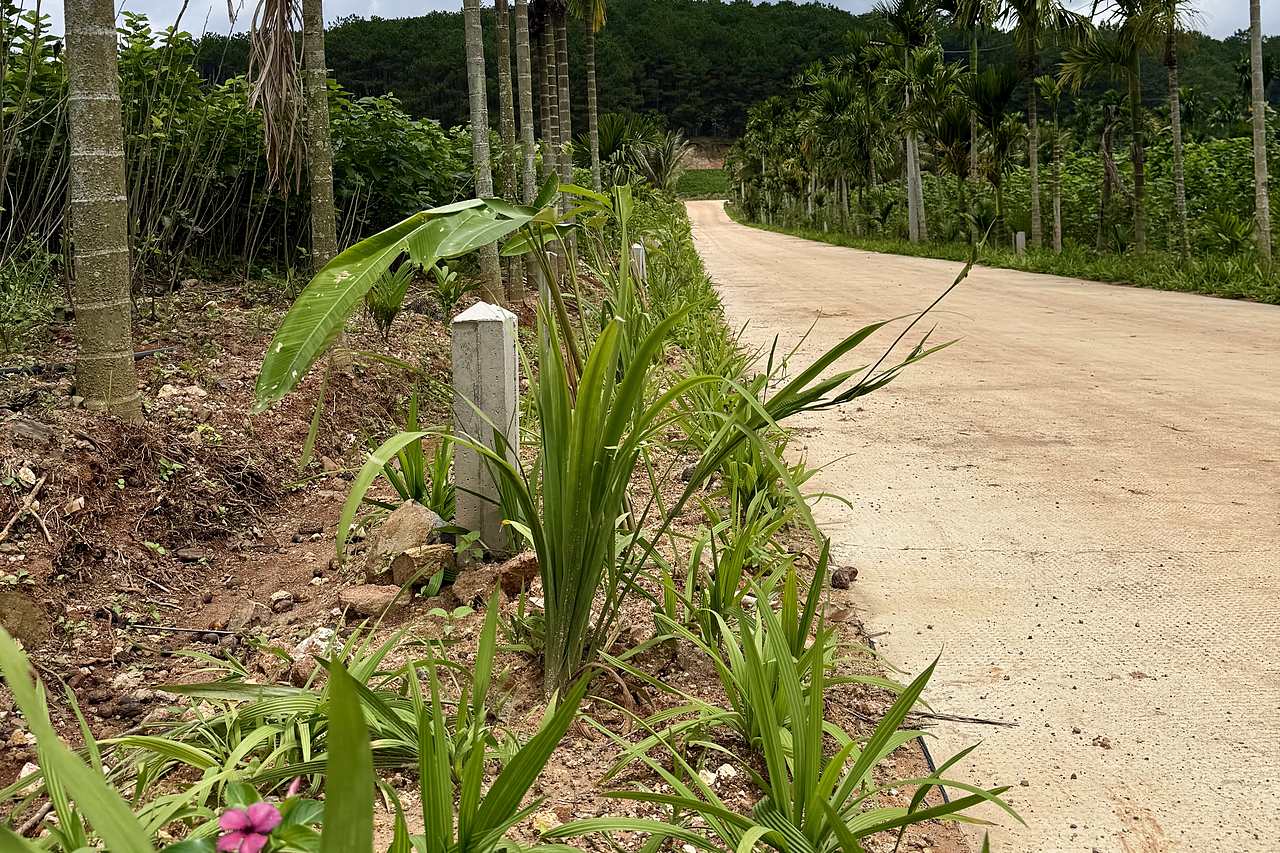 Trục đường bê tông và mốc lộ giới trong khu nghỉ dưỡng TS Retreat Nam Ban, cây cau hai bên đường