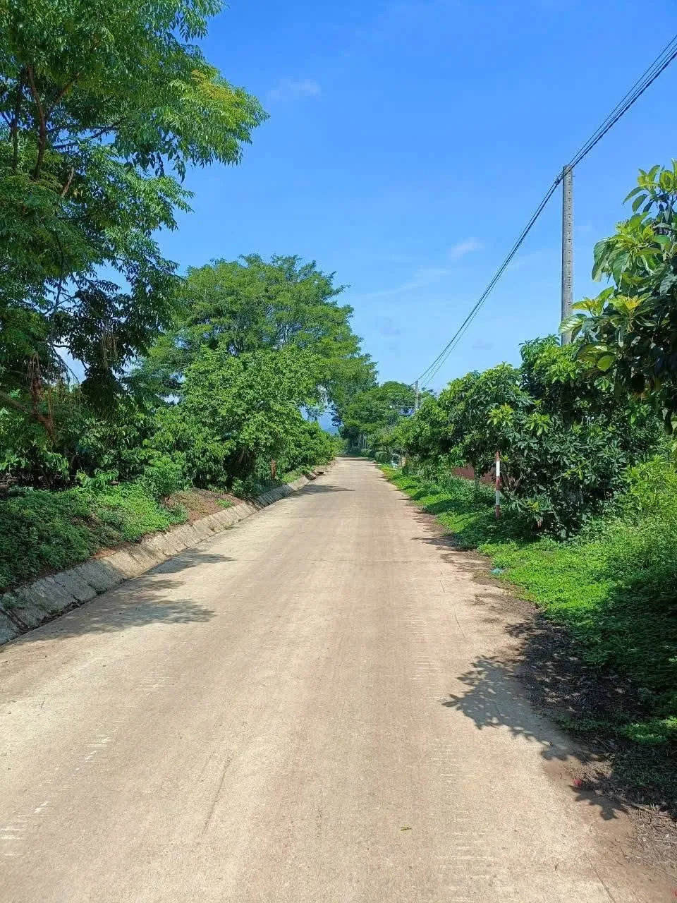 Đường bê tông rộng vào 2 lô đất Nam Hà, Lâm Hà – hai bên vườn cà phê và bơ, ven Đà Lạt
