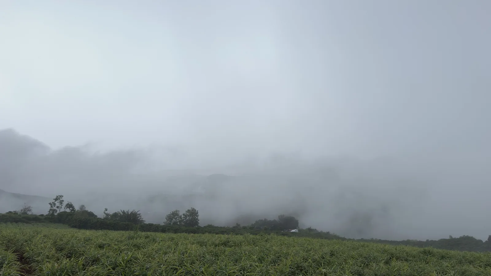 View toàn cảnh săn mây từ lô đất 2,9 hecta Gia Lâm, Nam Ban – đồi thoải nhìn ra thung lũng mây phủ, ven Đà Lạt