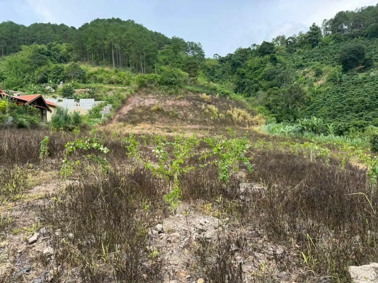 Lô đất 5.000m² giáp rừng thông Nam Ban, kế khu biệt thự HT86 Gia Lâm – thế đất đồi thoải, rừng thông phía sau (ven Đà Lạt)