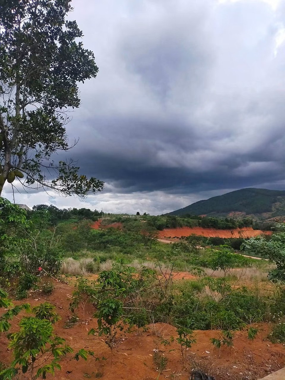Lô 1,2 hecta ở Đông Thanh, Nam Ban: thế dương, đất đỏ trồng cây non, đường bê tông chạy cạnh, núi xanh phía xa