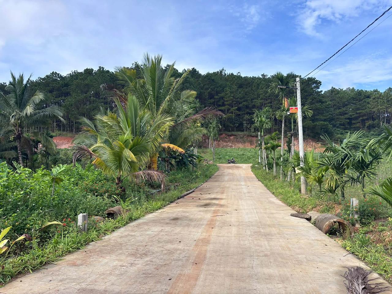 Đường bê tông 5m vào lô 390m² Gia Lâm, Nam Ban – hai bên cau, dừa, đèn đường, đồi thông phía trên