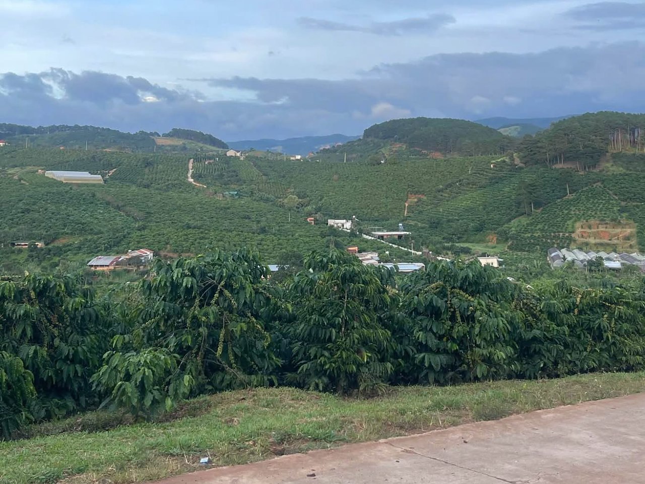 View thung lũng từ lô Mê Linh, Nam Ban: đồi cà phê, nhà dân rải rác, đồi thông và núi phía xa