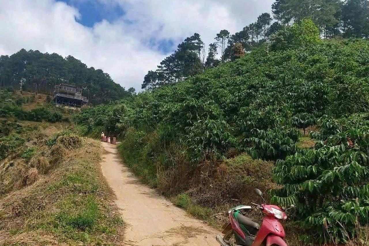 Đường vào khu đất Mê Linh Thôn 3 – lối bê tông/đất giữa vườn cà phê, thế đất cao, rừng thông