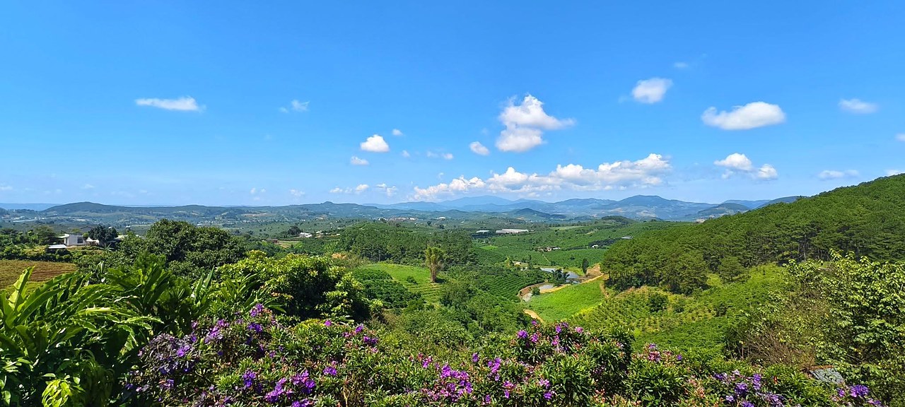 Nam Hà view panorama: từ lô 7.500m² ở Phi Tô cũ nhìn ra toàn cảnh thung lũng, đồi thông bên phải, vườn cà phê và núi xa, hoa mua tím phía trước