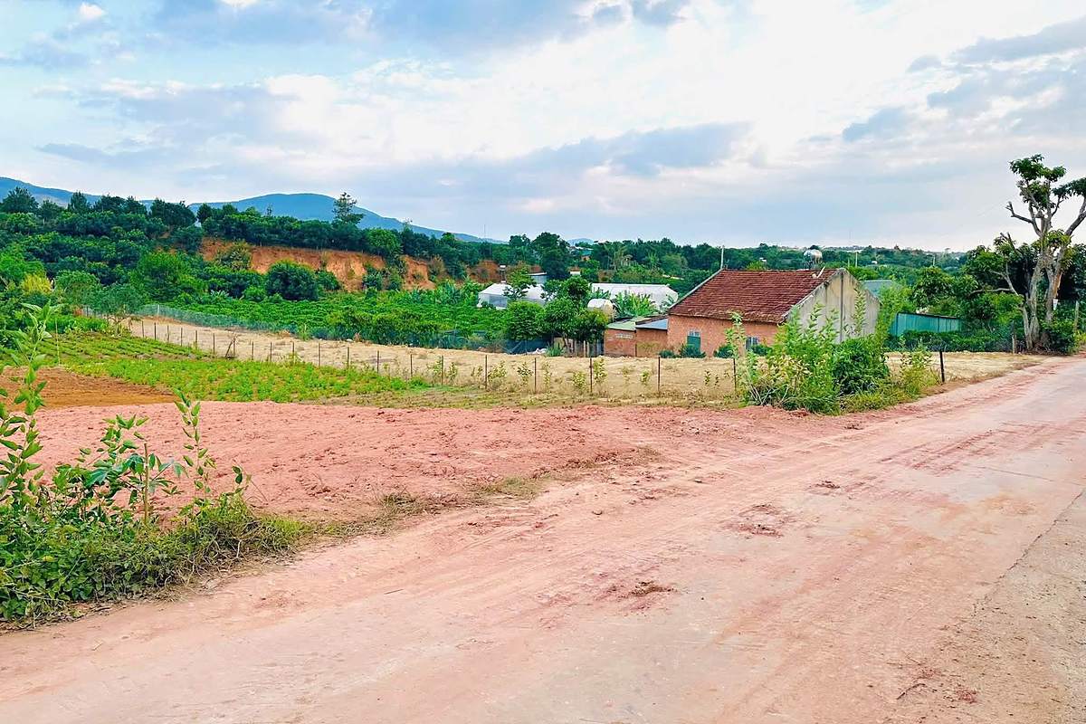 Lô 495m² Đông Thanh Nam Ban nhìn từ đường dân sinh 6m, nhà dân và vườn cà phê xung quanh, view núi