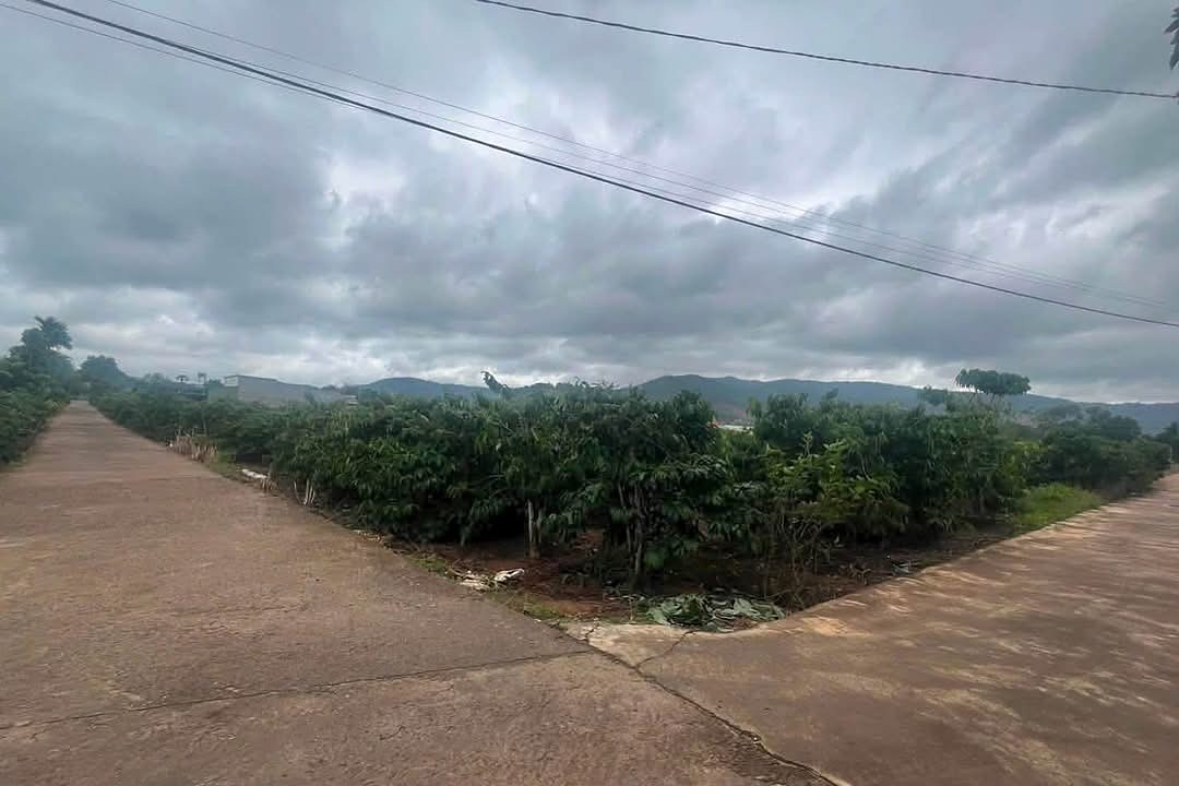 Lô đất góc 2 mặt tiền đường bê tông tại Nam Ban, vườn cà phê đang thu hoạch, view đồi