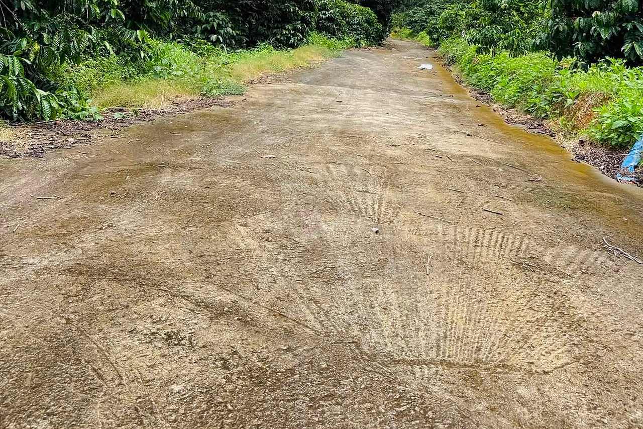 Đường bê tông vào lô đất 1.000m² giáp rừng thông Mê Linh, hai bên vườn cà phê, đồi thông phía trên, ven Đà Lạt