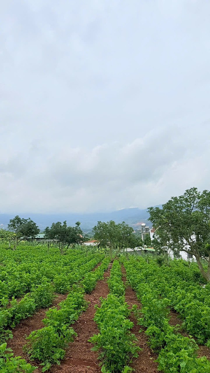 Lô đất 243m² Nam Ban đang canh tác rau, thế đất bằng phẳng, view thung lũng và núi