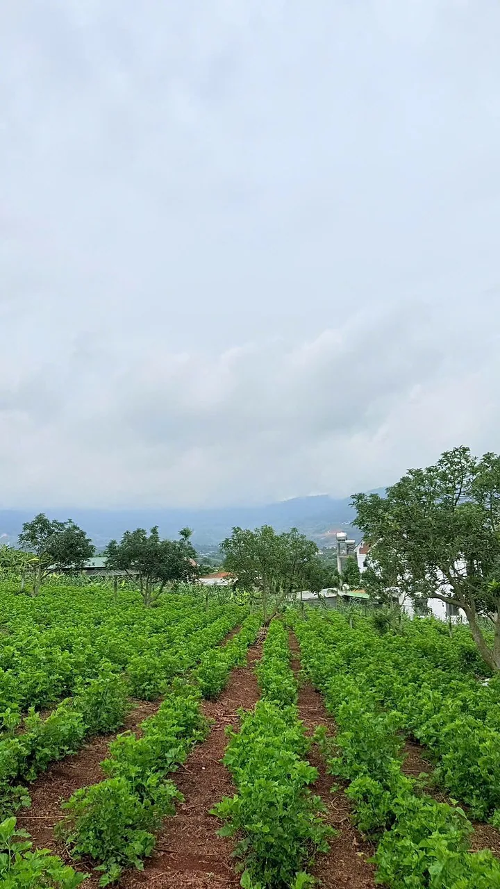 Lô đất 243m² Nam Ban đang canh tác rau, thế đất bằng phẳng, view thung lũng và núi