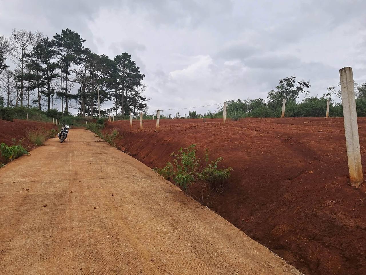 Lô đất Nam Ban cạnh đồi thông – cọc mốc bê tông, đường đất đỏ, hàng thông phía sau