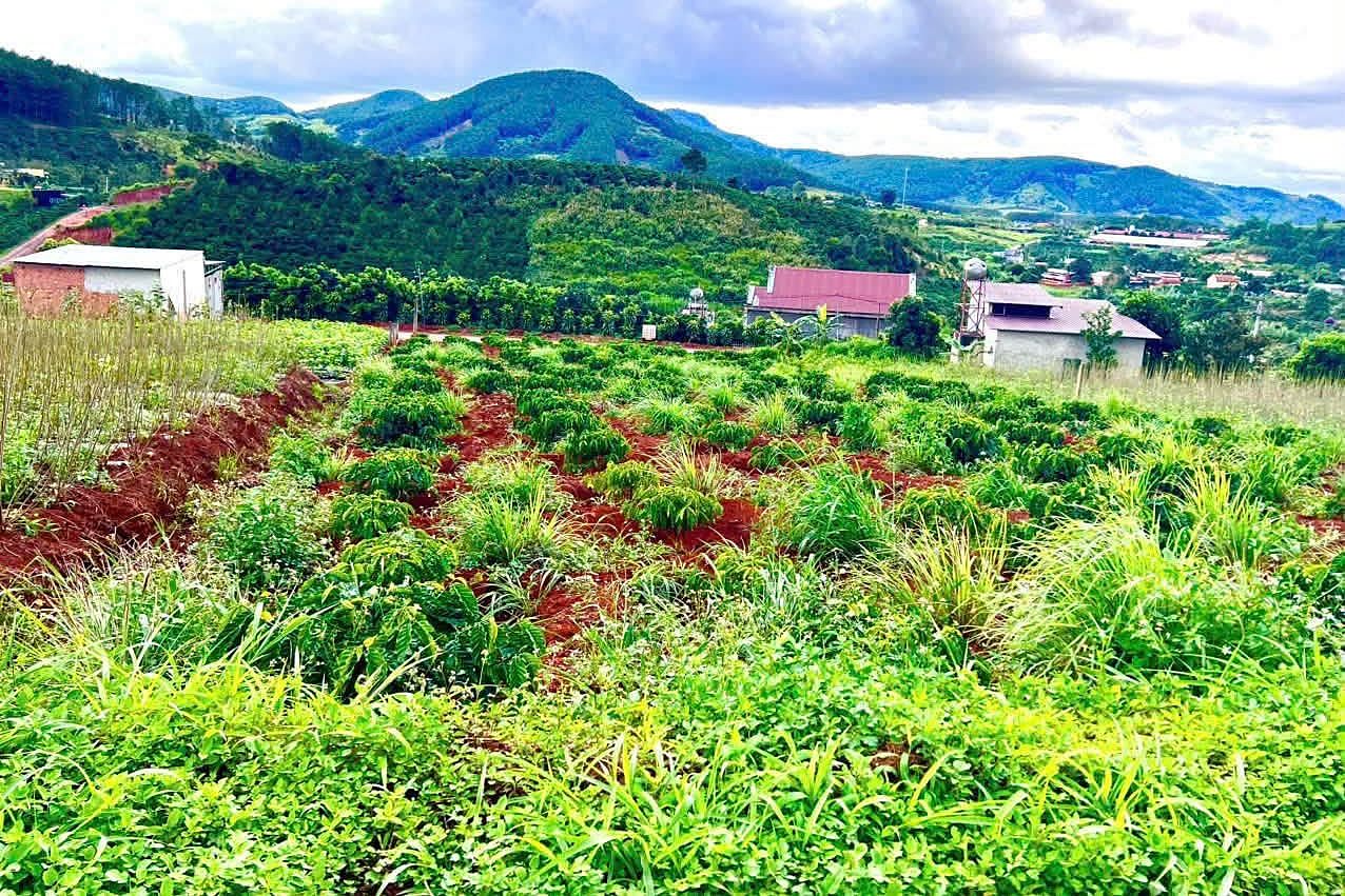 Lô đất 653m² thôn 5 Nam Ban (Gia Lâm), view đồi thông, khu dân cư hiện hữu, cà phê xanh phía trước