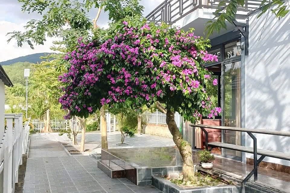 Cây hoa giấy tím trước hiên nhà sân vườn 511m² ở Gia Lâm, Nam Ban: sân lát đá xám, hàng rào trắng, đồi xanh phía sau