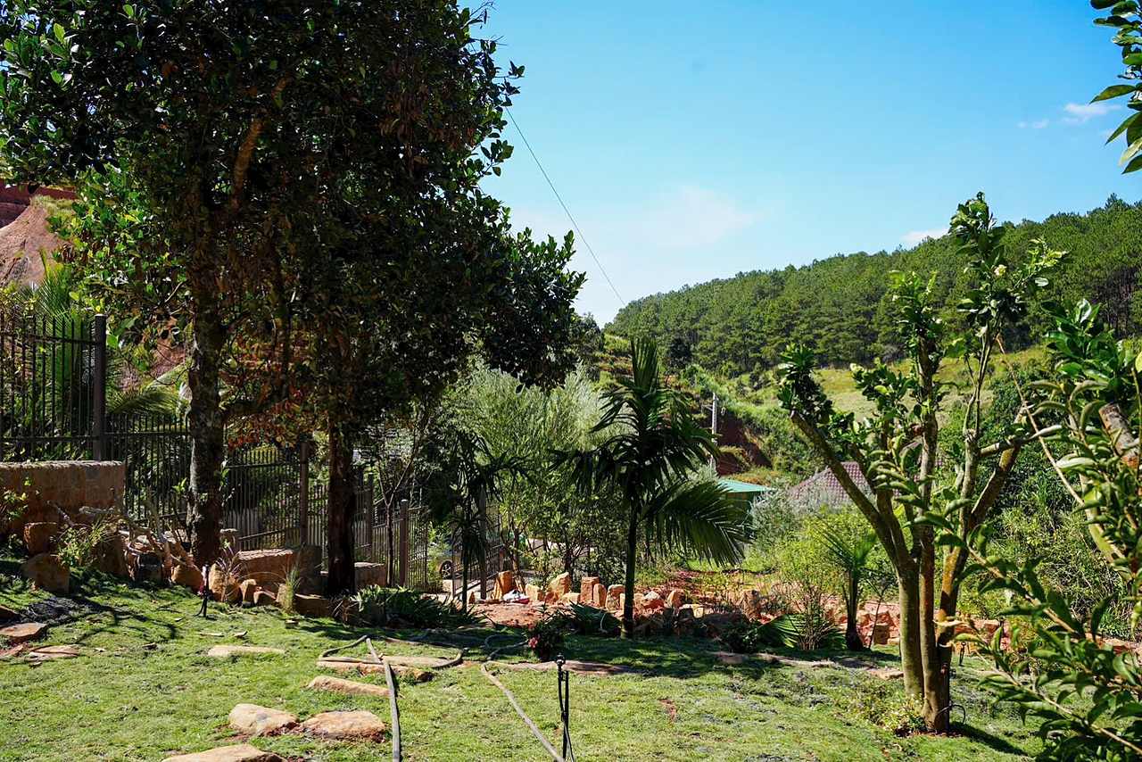 Sân vườn cây ăn trái, cây cảnh, thảm cỏ và view đồi thông phía sau
