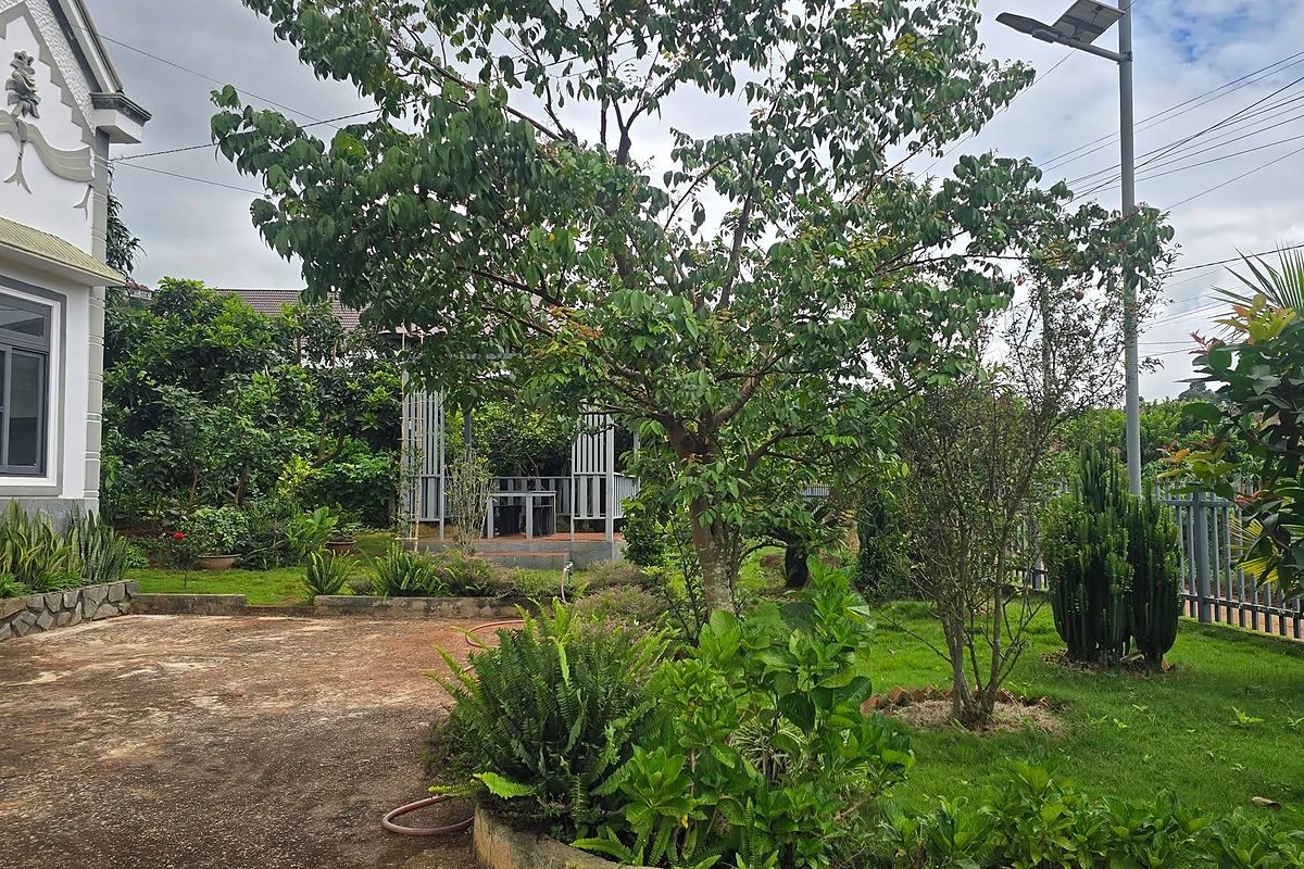 Sân vườn nhà 987m² Nam Ban: sân đất rộng, bãi cỏ, chòi nghỉ, cây ăn trái, đèn năng lượng mặt trời