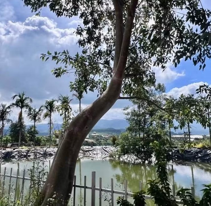 Ao trong khuôn viên nhà vườn Nam Hà, hàng rào trắng, cau và núi phía xa