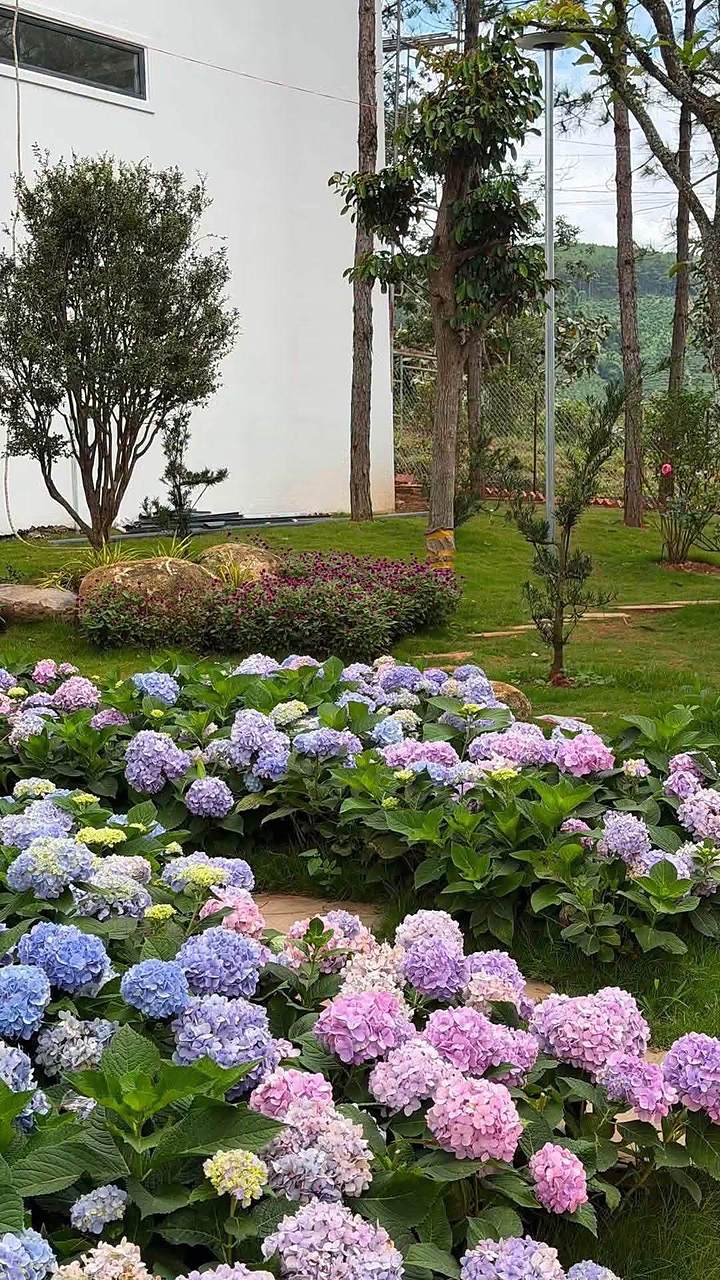 Vườn cẩm tú cầu trước villa HT86 Nam Ban, rừng thông và view đồi núi