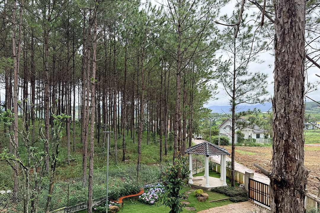 View rừng thông và chòi nghỉ từ ban công villa HT86 Nam Ban, vườn cẩm tú cầu